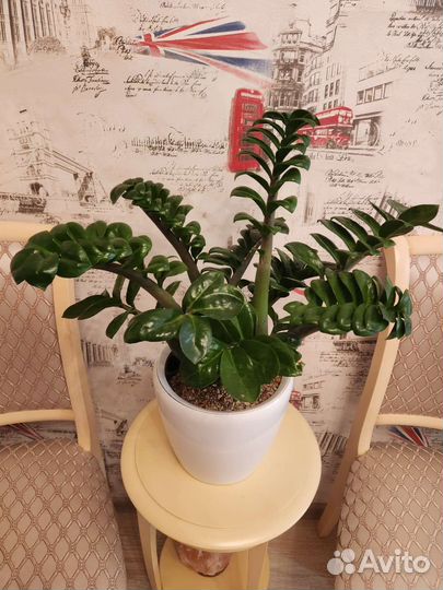 Замиокулькас Зензи