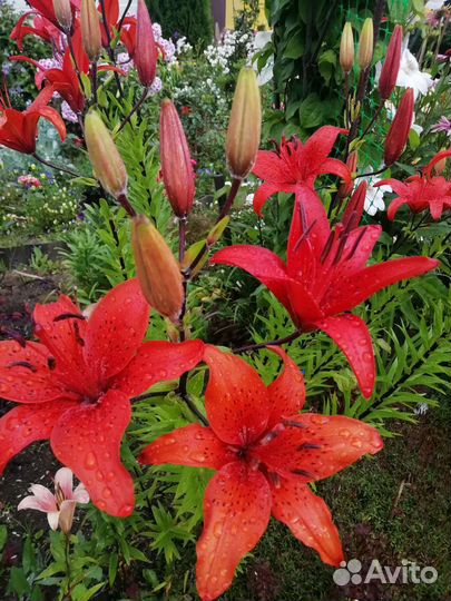 Лилейники и лилии