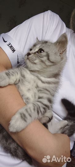 Кошечка 4,5 месяцев