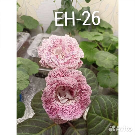 Глоксинии махровые клубни