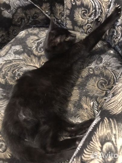 Котенок в добрые руки