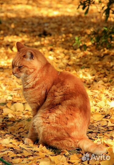 Кот в добрые руки