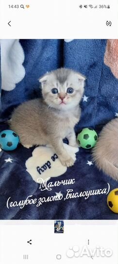 Шотландские котята