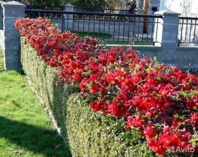 Айва японская хеномелес черенки