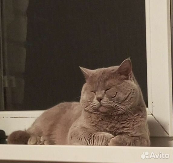 Шотландский кот