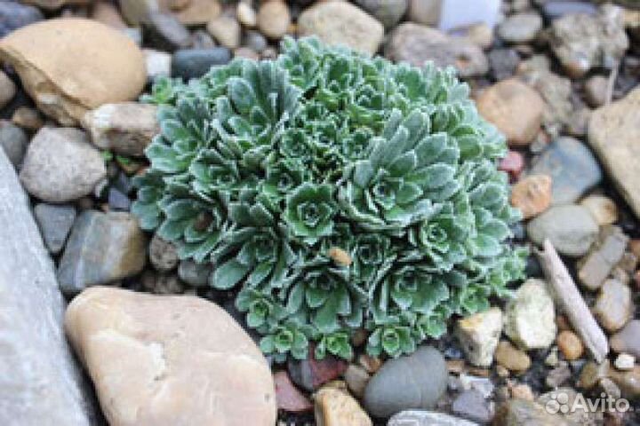 Камнеломка инкрустированная