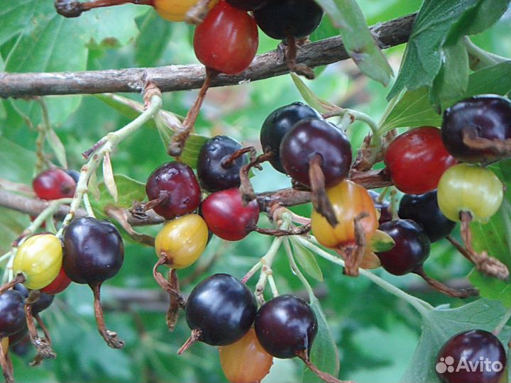 Смородина золотистая и черная Синегорье саженцы