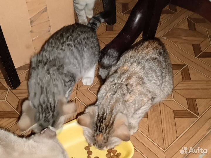 Котята в добрые руки