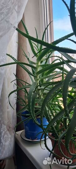 Алоэ столетник 4 года