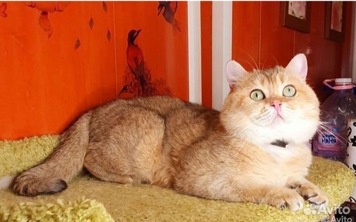 Шотландский кот вязка