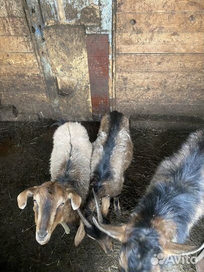 Козы и козел