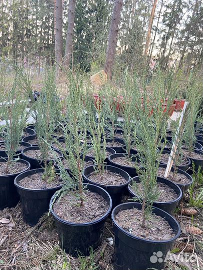 Продам можевельник