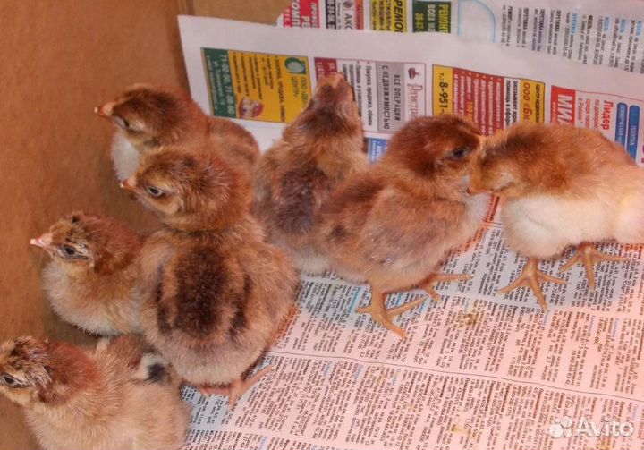 Кучинская юбилейная. Цыплята