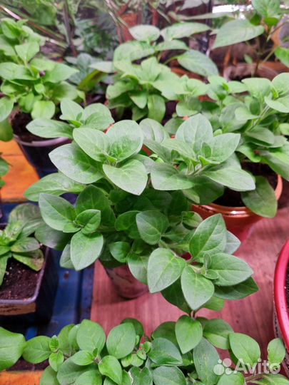 Петунии Тайделы гиганты, и другие сорта