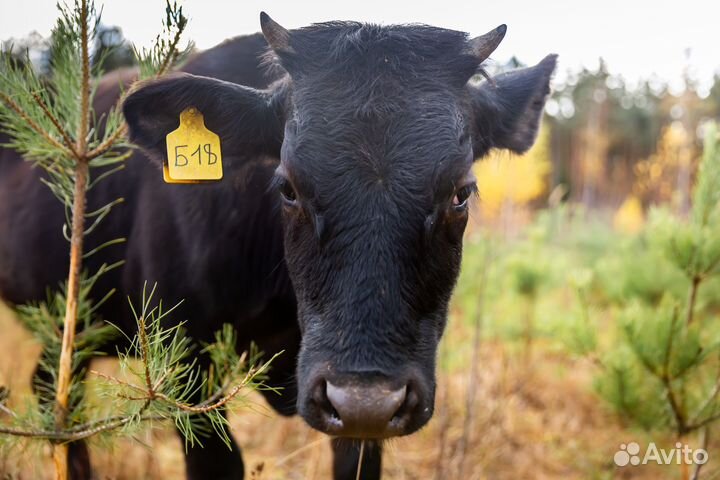 Сметана домашняя фермерская из коровьего молока