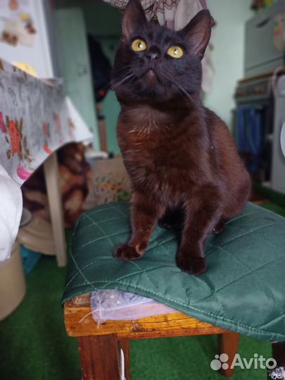 Котик бесплатно в добрые руки