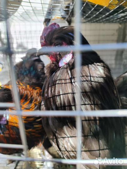 Молодые петухи