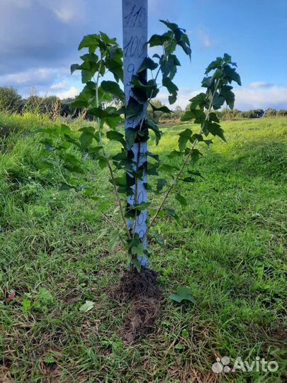 Смородина чёрная оптом