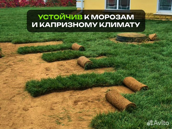 Рулонный газон. Качественный газон от производител