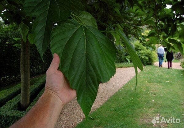 Шелковица 4 вида (саженцы)