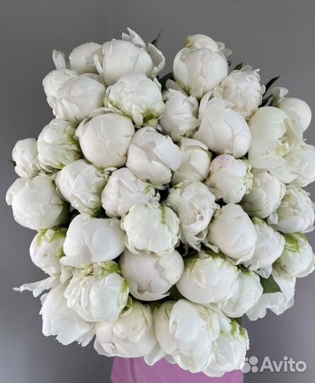 Пионы. Букет из пионов. Цветы оптом + доставка