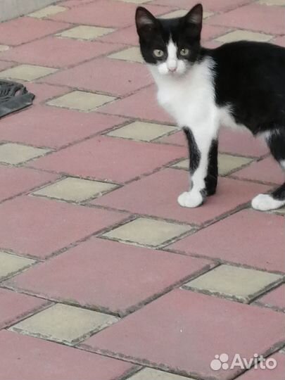 Кошка в дар бесплатно