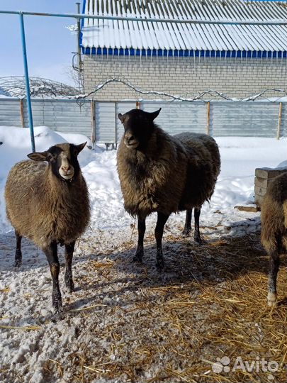 Романовские овцы. Баран на племя