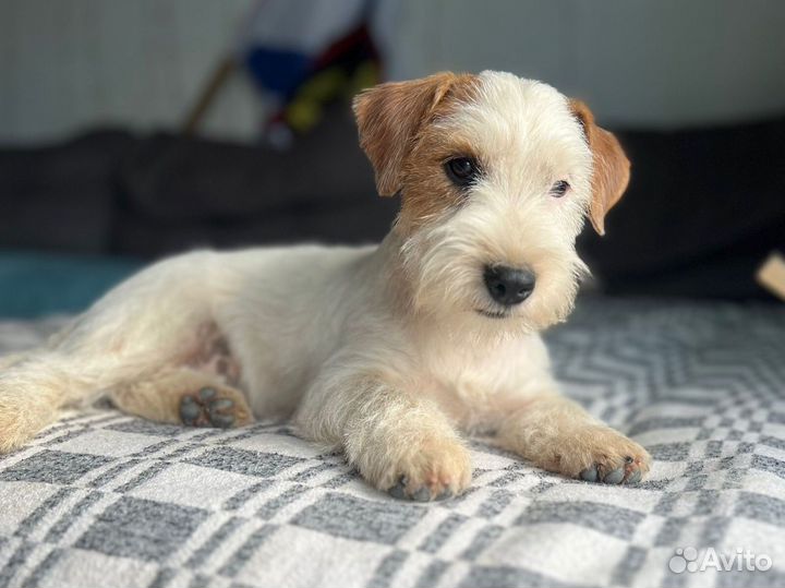 Щенки джек рассел терьер