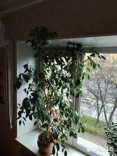 Фикус бенджамина большой
