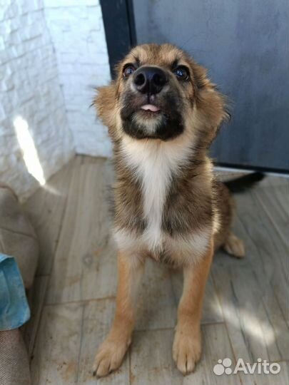 Щенулька-кроха 3 мес в добрые ручки