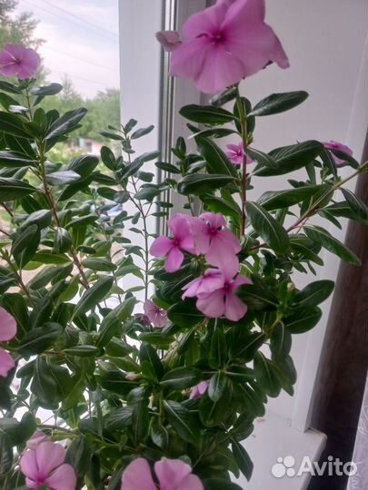 Катарантус