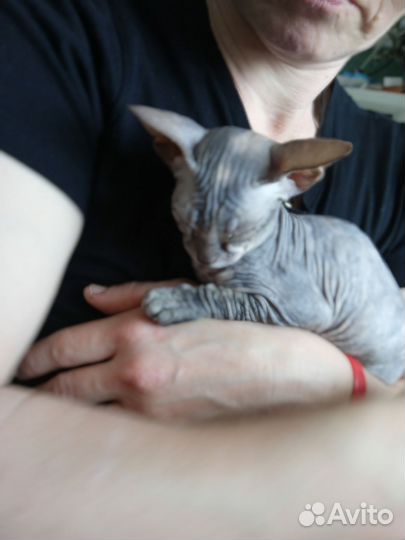 Донской сфинкс