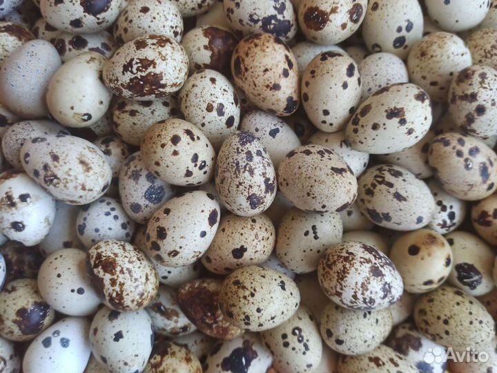 Яйца перепелиные домашние
