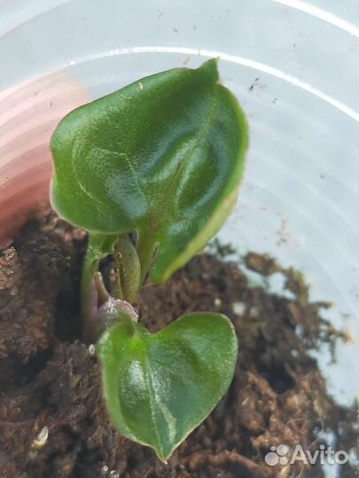 Сингониум клубничный лед