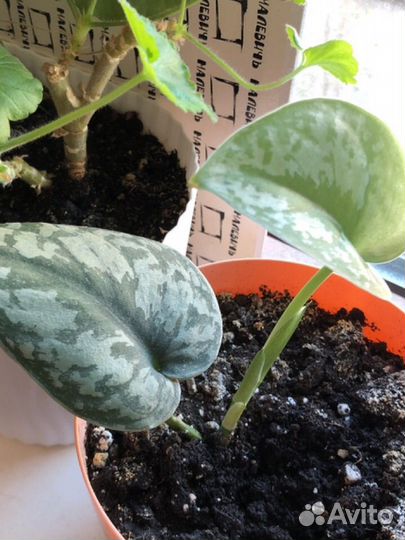 Диффенбахия