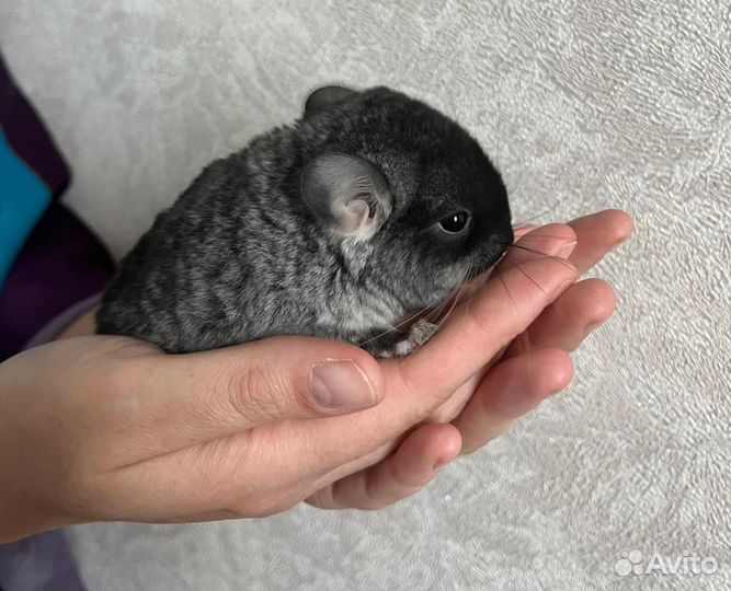 Шиншилла
