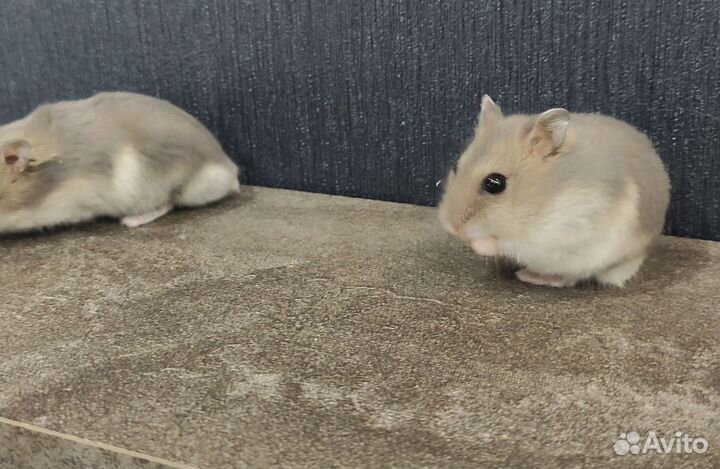 Джунгарский хомяк - М и Ж (сапфир)