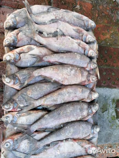 Плотва.синец свежемороженая