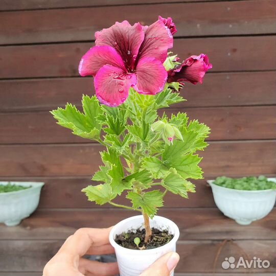 Королевская пеларгония