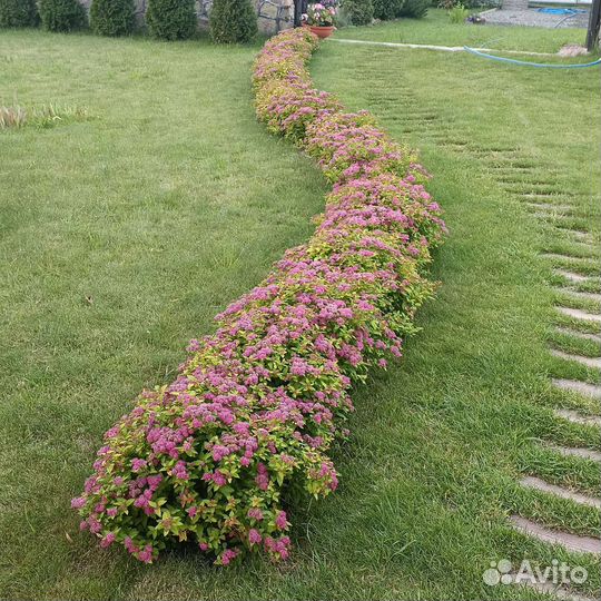 Спирея японская Голдфлейм