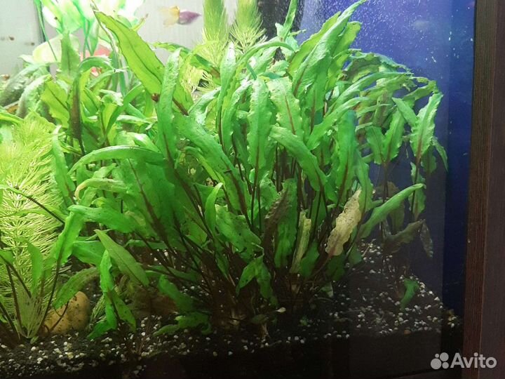 Аквариумные Растения