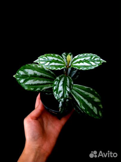 Пилея кадье