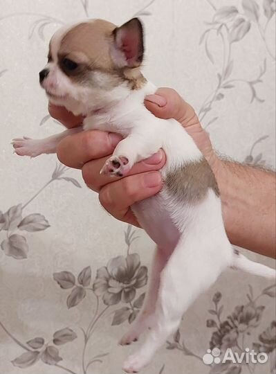 Щенки чихуахуа мини