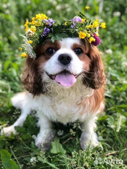 Домашняя передержка собак