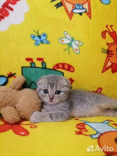 Котенок