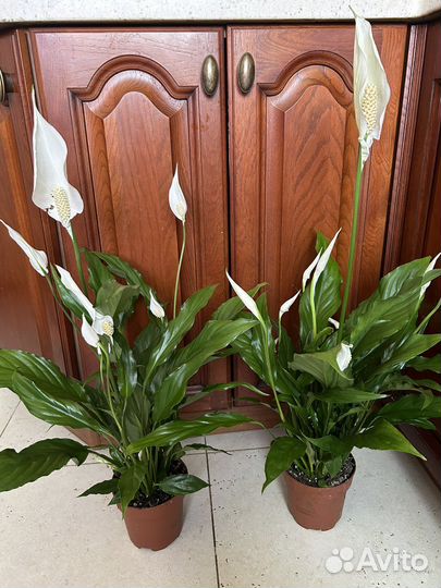 Спатифиллум крупноцветковый