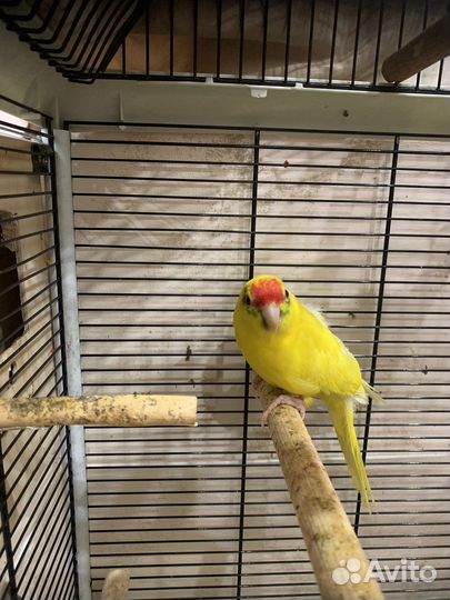 Попугай какарик