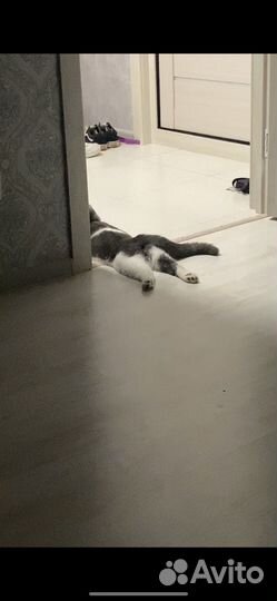 Шотландский вислоухий кот