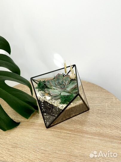 Флорариум с суккулентами