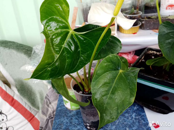 Алоказии.,сингониум Пинк,пеларгонии,бегонии